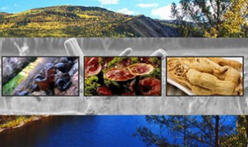 白狼天原林產(chǎn)有限責(zé)任公司全景圖